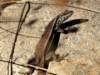 Photo Number 26