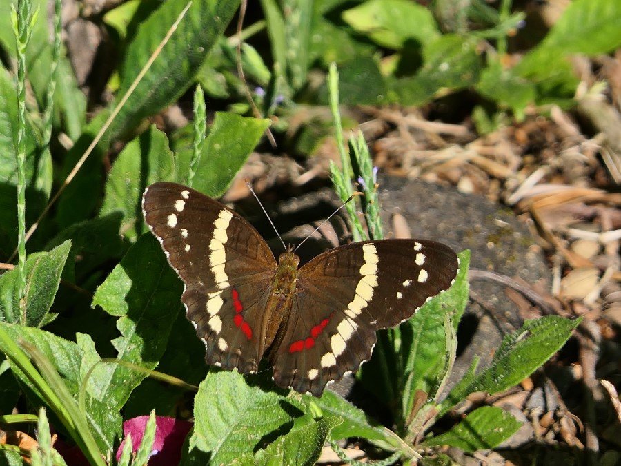 Photograph