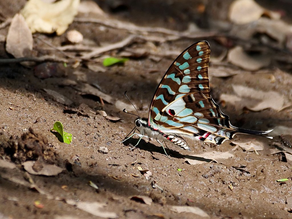Photograph
