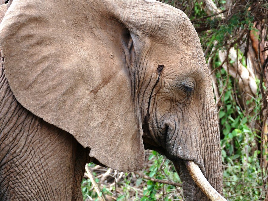 Photograph