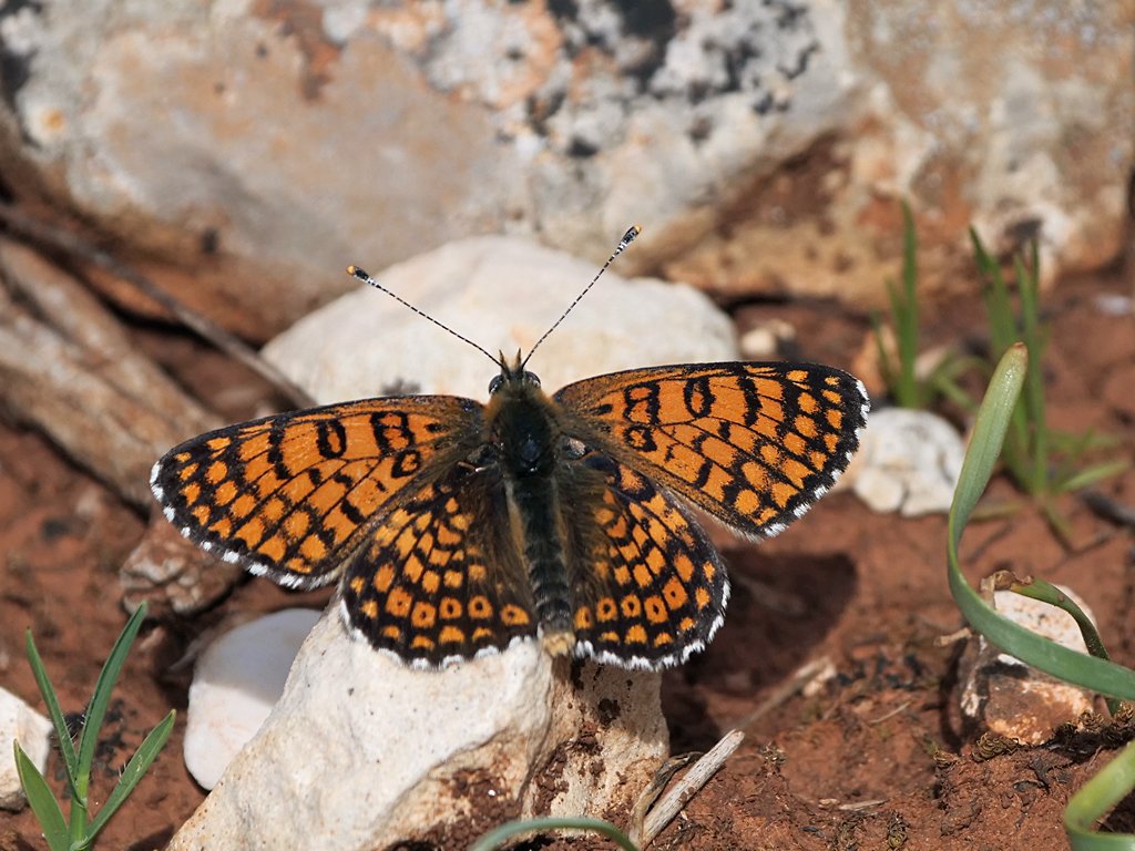 Photograph