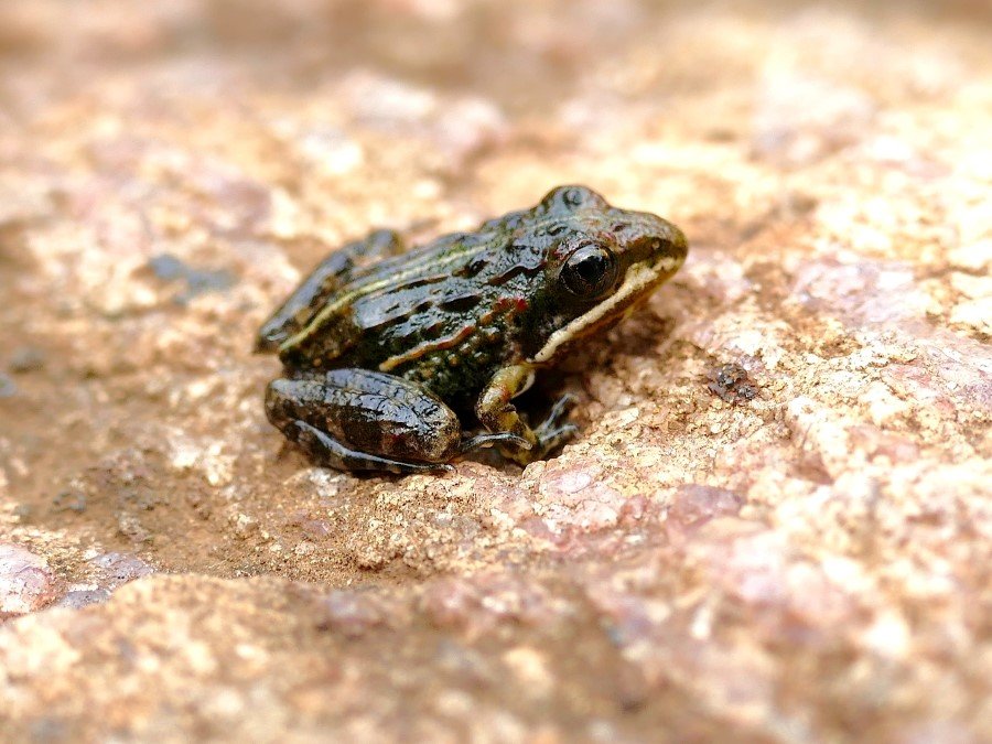 Photograph