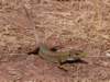 Photo Number 36
