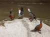 Photo Number 6