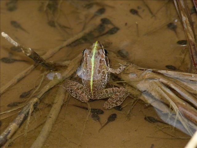 Photograph