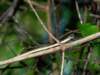 Photo Number 58