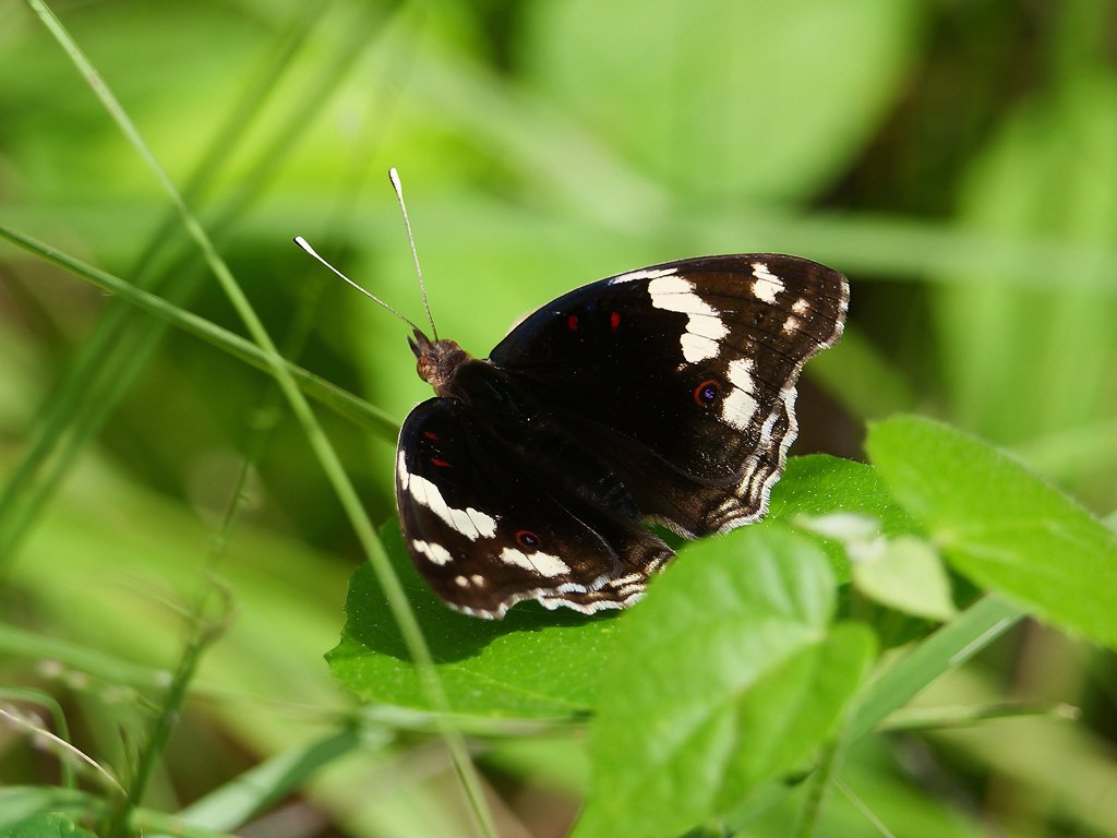 Photograph